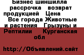 Бизнес шиншилла, рассрочка - возврат продукцией › Цена ­ 4 500 - Все города Животные и растения » Грызуны и Рептилии   . Курганская обл.